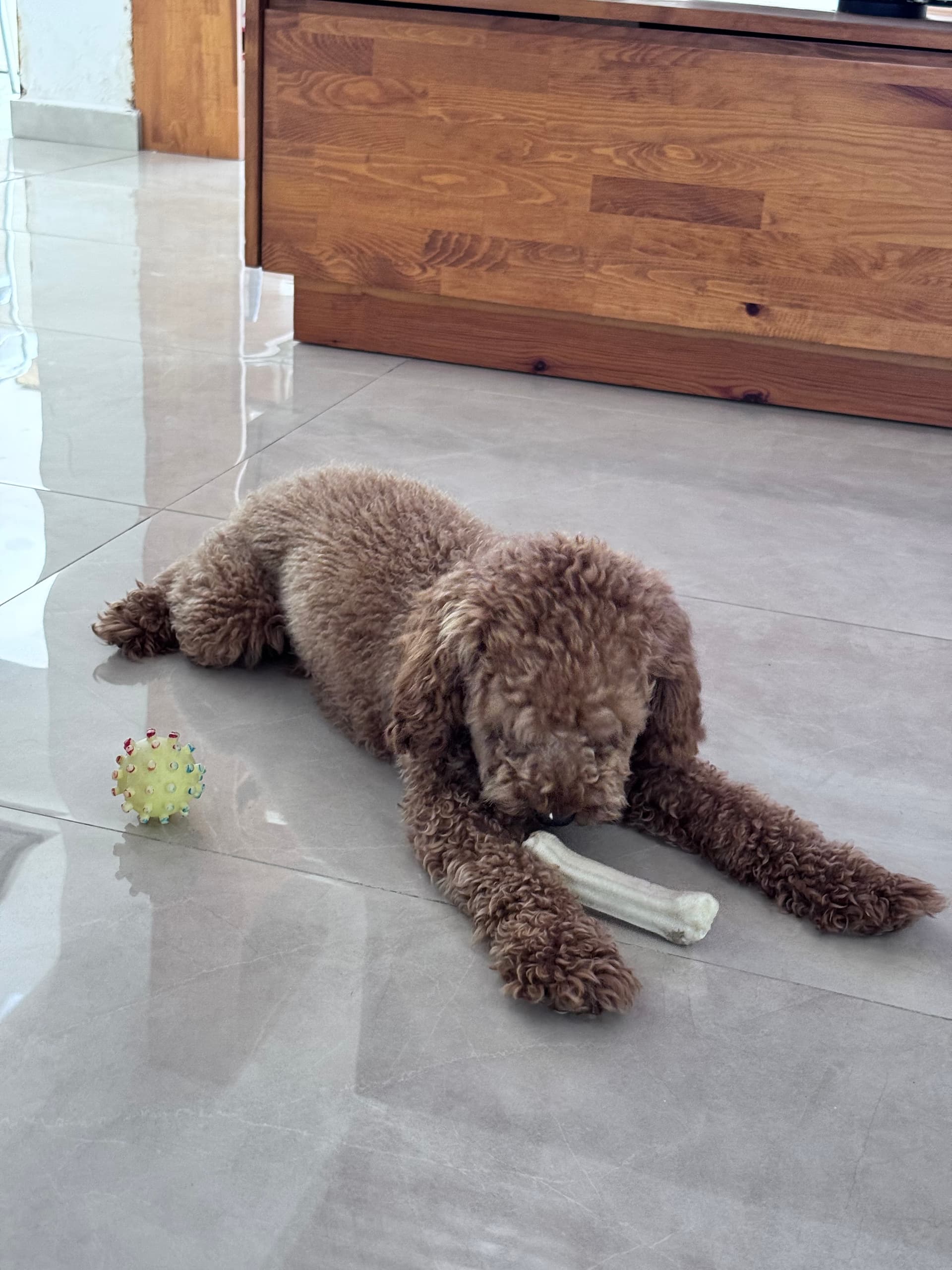 Erkek poodle